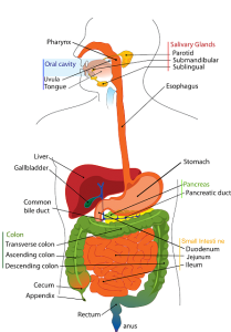 Gallbladder Removed Now What?